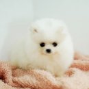 복실복실 이미지