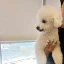 멍바이멍 반려견 유치원 | 남양주시 호평동 무세빌딩 애견카페 멍바이멍 반려견 유치원 롤스크린 암막 블라인드