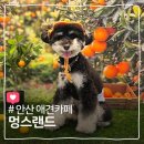 바닐라피씨방 | 안산 고잔동 애견카페 애견유치원 멍스랜드 내돈내산 후기