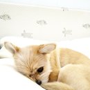 애견호텔 몽몽 이미지