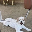 농원원두막 | 경기도 양주 / 서울 근교 아기랑 갈만한 곳 실내 애견 동반 카페 연꽃빌리지 관광농원 로터스리