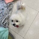 복돌이애견 | 구의역 애견미용실 마르댕 내돈내산 방문 후기 (곰돌이컷)