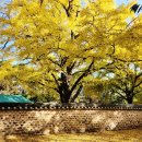 제10회 은행마을 단풍 축제 이미지