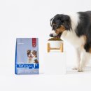 한국사료 | 닥터독 사료 강아지 모델 오스트레일리안 셰퍼드 촬영 후기