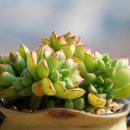 수피아다육