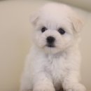 도그마루 강아지고양이 안양점 이미지