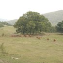 씨알목장 이미지