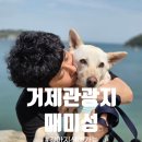 멍멍이네 | 거제애견동반 필수코스, 멍멍이 천국이었던 매미성 후기