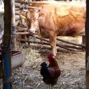 소 외양간 이미지