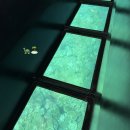 신기한 동식물여행 2 | 이시가키지마 관광 경관보호지역 카비라 만 글라스보트 스노클링 투어 추천 후기