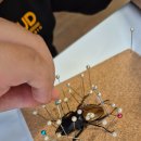 생태체험학습장 야영장 | 서울숲 생태학습장 곤충표본 체험교실 참여후기