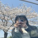 겨우리애견 이미지