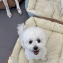 퍼피파파 이미지