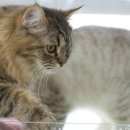 보리네