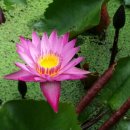 농부의 자연식 이미지