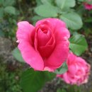 사벳