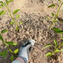 유의조농장 이미지