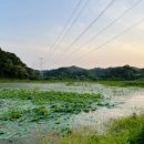 함안 대송리 늪지식물 이미지