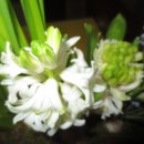 우소보소 이미지