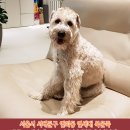 강아지를찾습니다,아이리시 소프트 코티드 휘튼 테리어,암컷,서울시 서대문구 연희동 연세대 북문쪽(집을 나갔어요.) 이미지