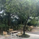 제주 하연 이미지