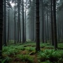 문성자연휴양림 이미지