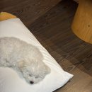 더빌라스오션 2 | 제주 애견 동반 펜션 추천 | 서귀포 더빌라스오션 강아지랑 투숙 후기