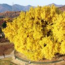 비슬농장식당 | 양평 용문사 템플스테이, 은행나무 암수 수령, 용문산 단풍 등산코스 주차장, 원주 반계리 은행나무...