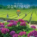 서광농장 | 제주 오설록 티뮤지엄 추천 제주도 먹거리 함께 제주 서쪽 관광지