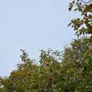 사군자와 예쁜 꽃그림(저녁) | 2025 대구수목원 국화축제 개화현황 - 지금 가장 예쁜 대구 가을꽃 명소