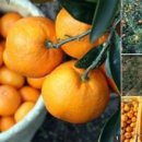 오서방네 농장 이미지