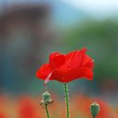 마실휴양농원 이미지