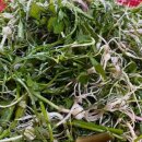 올바른 농원 이미지