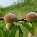 만춘농장 이미지