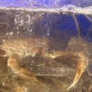 명품대게레스토랑 이미지