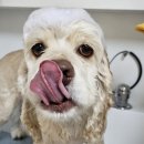 DOG깨비 강아지 미용실 이미지