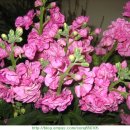 비단향꽃무 이미지