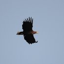 하천(갑천5-1) 이미지