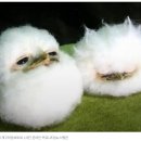 인디 | 프븏스 코듀로이 볼캡 인디핑크 후기｜쏙독새 자수 포인트, 충동구매 성공