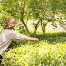 향운 이미지