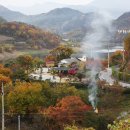 곰비님비 이미지