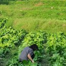 복내마을영농조합법인 이미지