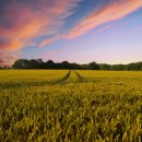 튼튼농장 이미지