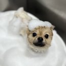 깡아지미용실 이미지