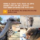 강릉아기동물농장 이미지