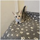 도그마루 고양이 강아지 무료분양 | 울산도그마루에서 만난 새로운 가족, 강아지무료분양 및 고양이입양 경험 후기