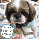 허단 | 강아지웹툰ㅋㅋ 🐕테무.. 강아지옷 주문했더니 목도리가 왔다? 호두의 大폭주 사건ㅋㅋㅋ(일상툰)