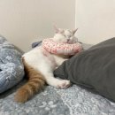 예쁨중DOG 이미지