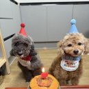 강아지 생일파티 준비 후기 (내 돈 내산 파티 용품 추천)🐾