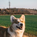 아이튼튼 동물병원 이미지